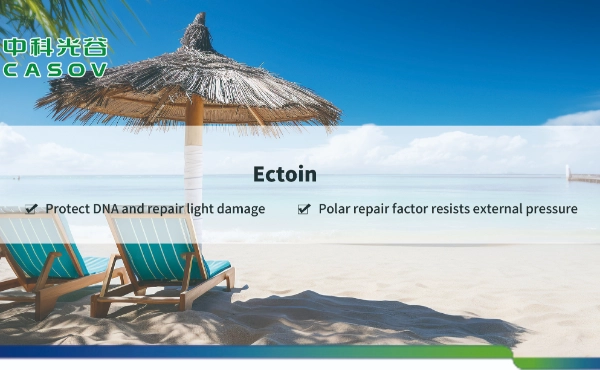 <font dir="auto" style="vertical-align: inherit;"><font dir="auto" style="vertical-align: inherit;">ศักยภาพของผงเอคโทอินสำหรับผิวหนัง (หมายเลข CAS: 96702-03-3): มุมมองทางวิทยาศาสตร์