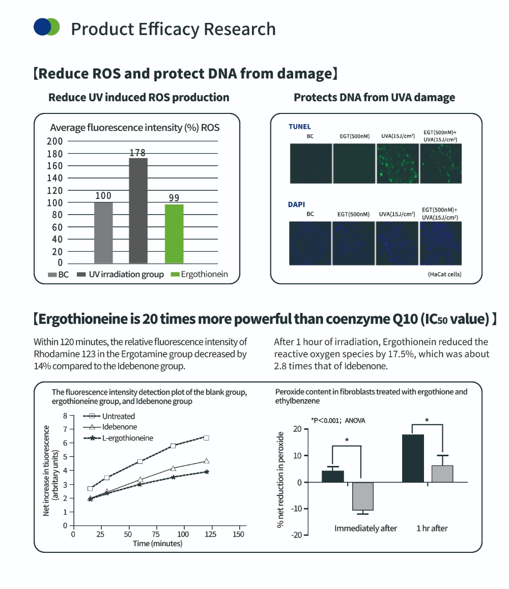 สารต้านอนุมูลอิสระเออร์โกไธโอนีน สารต้านอนุมูลอิสระเออร์โกไธโอนีน