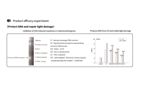 ผงเอ็กโทอินสำหรับผิว: ปกป้อง ซ่อมแซม และให้ความชุ่มชื้นตามธรรมชาติ