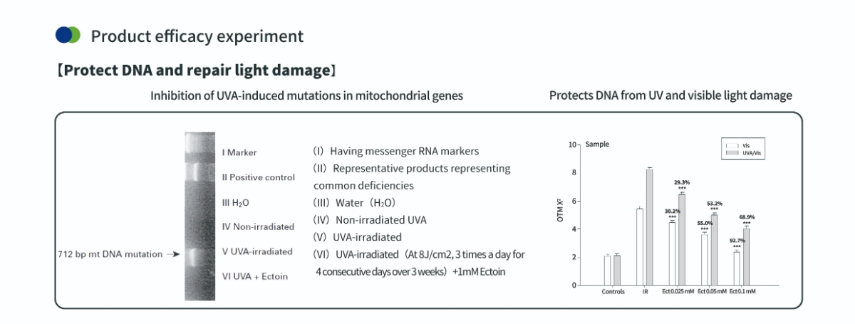 ปกป้อง DNA ด้วยผง Ectoin สำหรับผิว