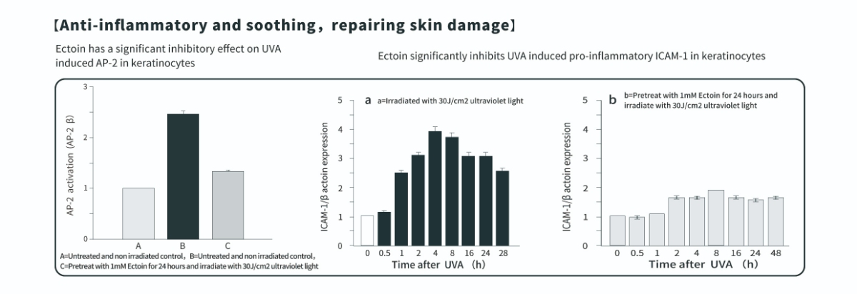 ประโยชน์ของผงเอ็กโทอินในการต้านการอักเสบสำหรับผิวหนัง