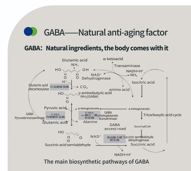 วิทยาศาสตร์เบื้องหลัง GABA กรดแกมมา-อะมิโนบิวทิริก